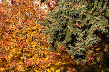 background of tree leaves with green and golden yellow colour under the sun