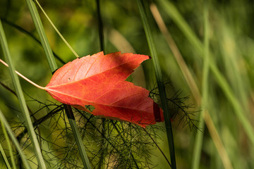 one red maple leaf fall on top of green grasses under the sun