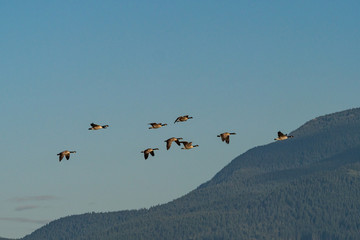 a flock of Canada geese flying pass the mountain in the background under blue sky