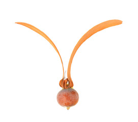 Dipterocarpus alatus, flying seed of dipterocarpus tree on white background