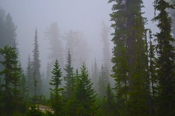 forest nature