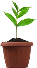 Plant growing out of a pot