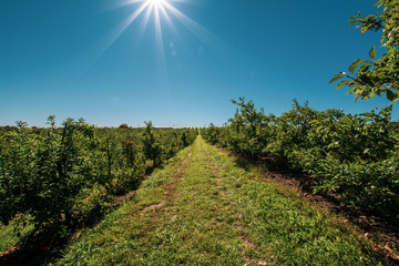 Orchard Landscape 