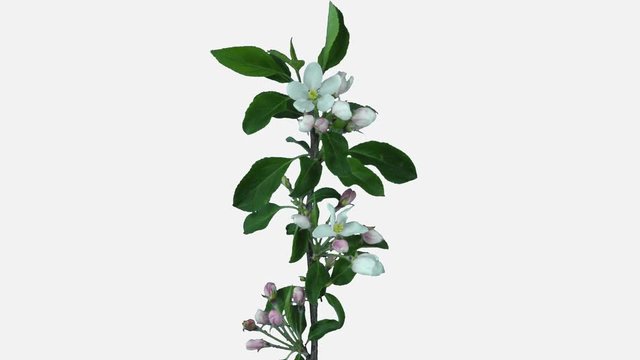 Time-lapse of rotating, opening and blooming apple branch 1a4w in 4K PNG+ format with ALPHA transparency channel isolated on white background

