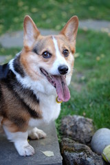 Close up of Pembroke Welsh Corgi with tongue out
