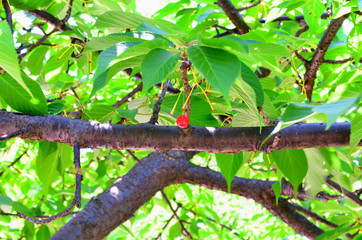 緑の中のさくらんぼ