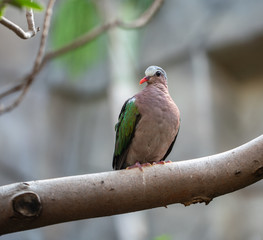 grey capped emerald dove is perched and posing for you