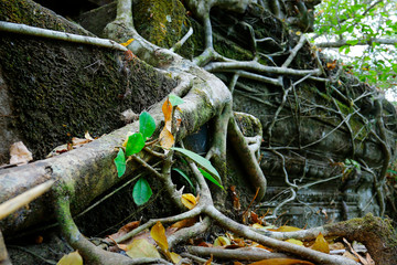 close up of roots growing in the middle of stone in Angkor wat ,archaeologic park ,Cambodia	