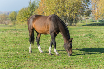 Fototapeta premium One horse grazing in the meadow. One beautiful bay horse.