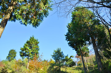 木々の間から見える青空