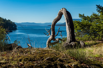 curved tree trunk reaching downhill on the edge of the cliff under blue sky