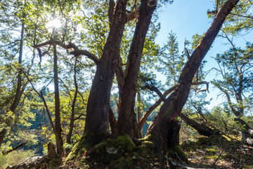 sun shining through the branches of arbutus trees near the cliff under blue sky