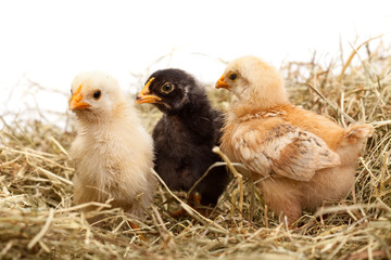 Three chicken in hay