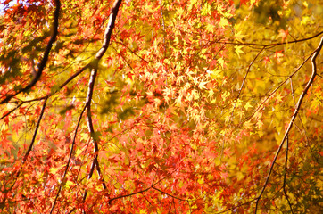 目の前に広がる紅葉