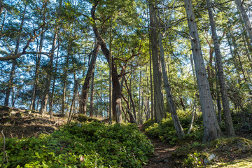path in the forest filled with tall trees on a sunny day