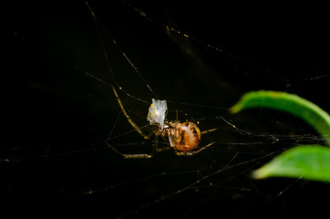 spider on the cobweb