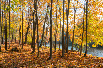 Bright golden maples trees standing near the river on a sunny day. Golden autumn.