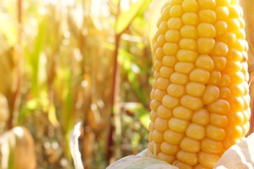 corn cob. corn close-up on a blurred corn field background in the sun . Autumn, crop.