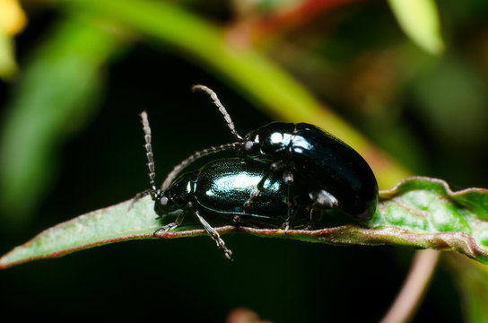 close up Blue milkweed beetle in the nature
