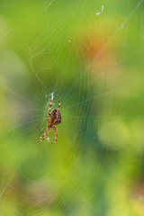 tiny spider on the web with green background