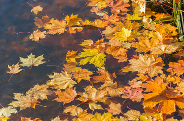 Bright golden fall maple leaves floating in the river. Golden autumn. Autumn background.