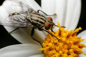macro of bluebottle (Chrysomya megacephala) on yellow pollen with white flower on black background