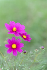 秋桜　コスモス　cosmos