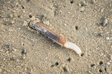 Bamboo clam on the beach