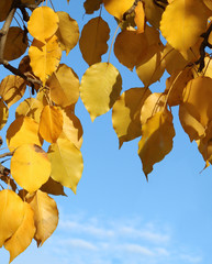 Yellow leaves and branches of poplar on a background of blue sky in autumn