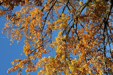 Yellow-red leaves and oak branches against the blue sky in autumn