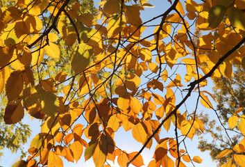 Yellow leaves of elm against a blue sky in autumn

