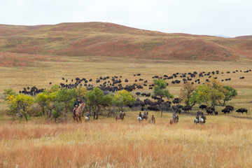 Fototapeta na wymiar buffalo roundup