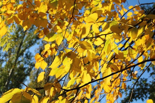 Yellow leaves of elm against a blue sky in autumn

