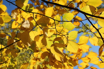 Yellow leaves of elm against a blue sky in autumn

