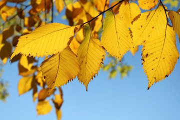 Yellow leaves of elm against a blue sky in autumn

