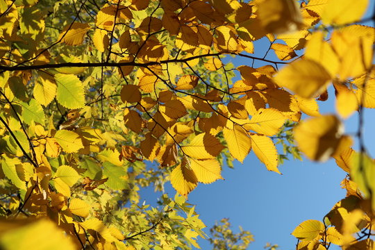 Yellow leaves of elm against a blue sky in autumn

