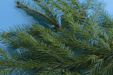 On a blue background are spruce twigs. Christmas concept. Cropped shot, isolated, macro, background, horizontal, blurred. Place for text.
