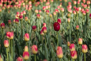 tulpenfeld in rot und gelb