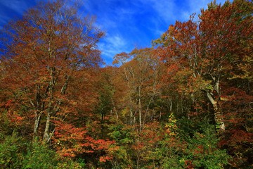 紅葉の八幡平
