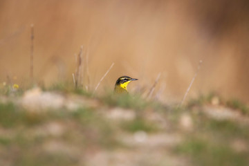 yellow wagtail