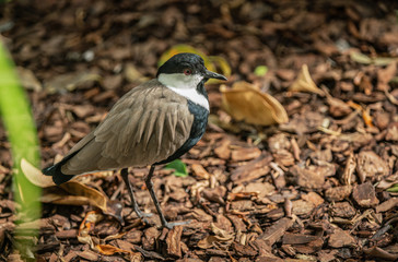 spur winged lap wing gets a side profile