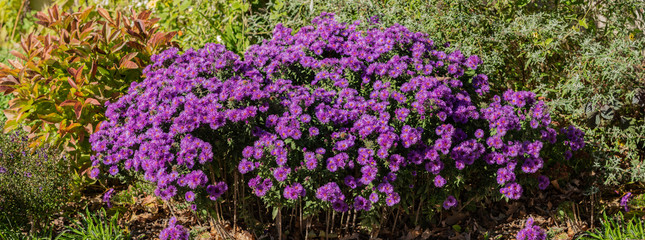 Naklejka premium vibrant purple mums on a sunny day panorama
