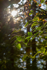 Green leaves of a beech in the forest in autumn with backlight