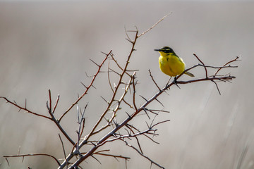 Yellow Wagtail