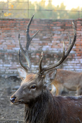 sika deer in a plant breeding in China