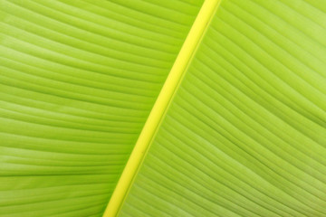 green fresh banana leaf texture
