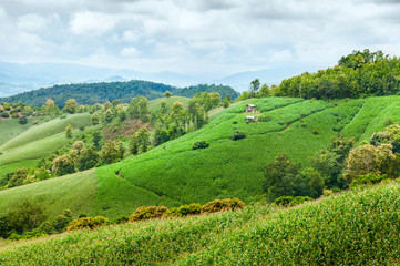 Mountain of corn farm with little cottage in countryside