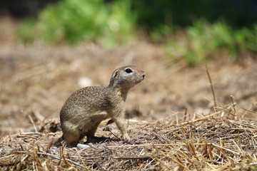 Ground Squirrel - Spermophilus - Citellus