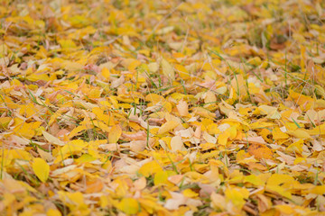 fallen yellow leaves are a solid carpet on the ground