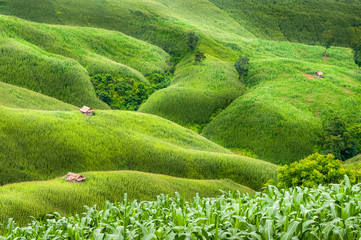Mountain of corn farm with little cottage in countryside